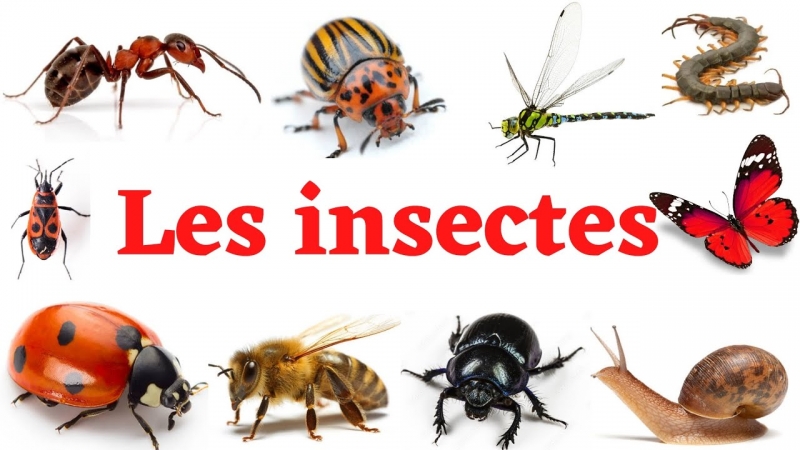 insectes.jpg