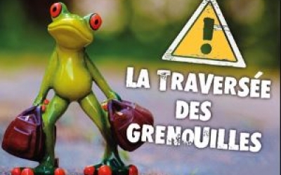 Sauvetage d'amphibiens