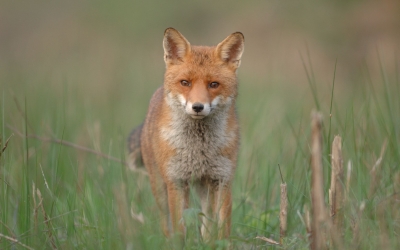 Soirée grand public : le renard