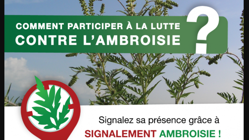(1)Ambroisie.png