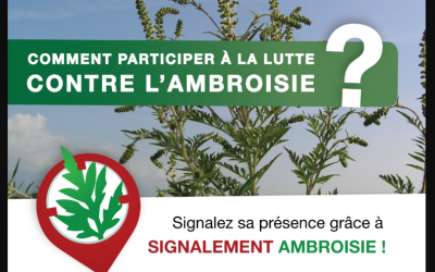 L'ambroisie : une menace agricole et sanitaire